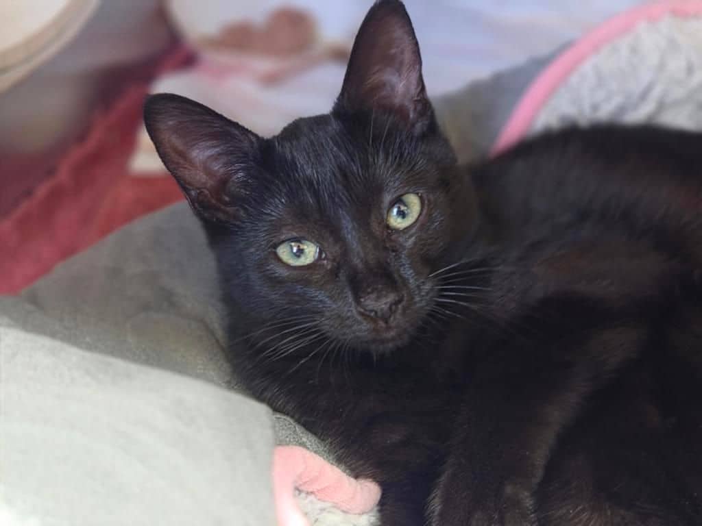 Smudge - Domestic Short Hair - Siamese cat available for adoption at Edmonton Humane Society in Edmonton (1 of 3)