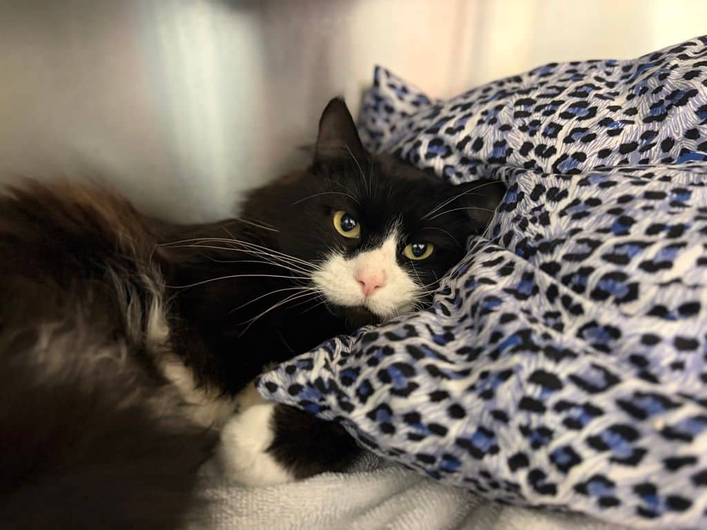 Elric - Domestic Medium Hair cat available for adoption at Edmonton Humane Society in Edmonton (1 of 5)