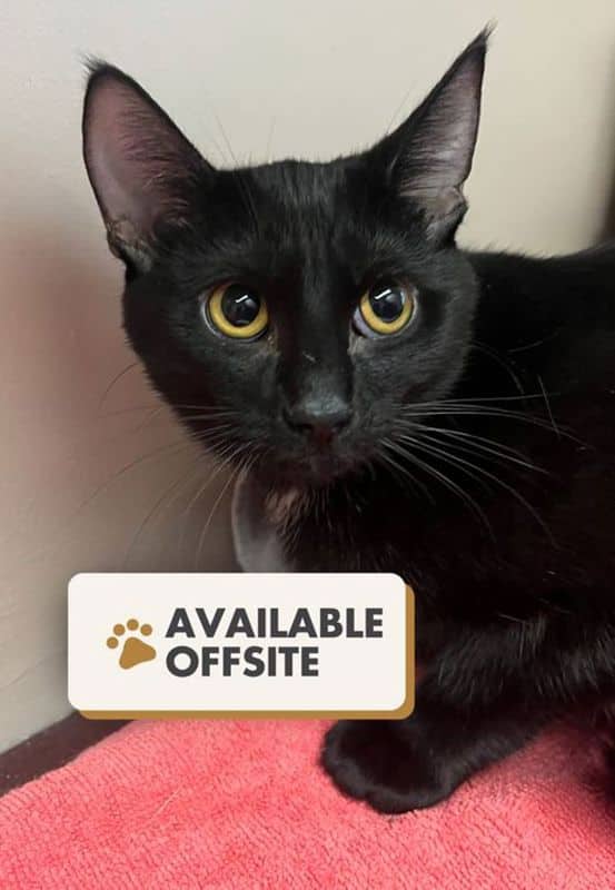 Victoria - Domestic Short Hair cat available for adoption at Edmonton Humane Society in Edmonton