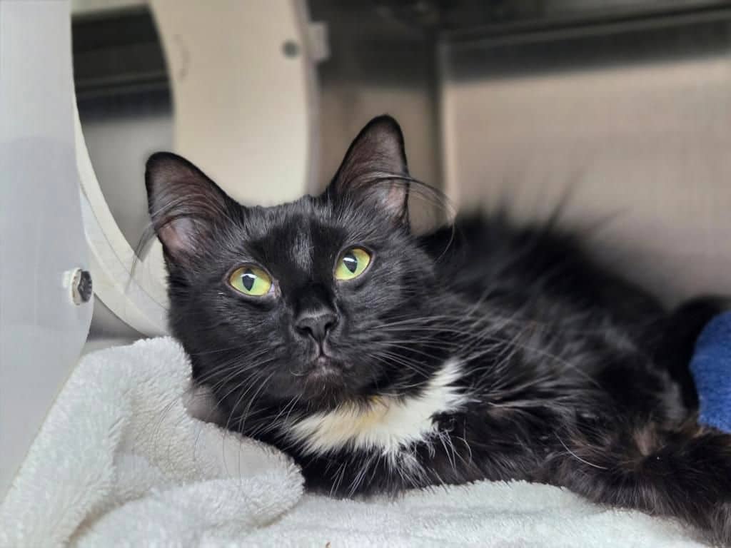 Mercedes - Domestic Medium Hair cat available for adoption at Edmonton Humane Society in Edmonton (1 of 7)