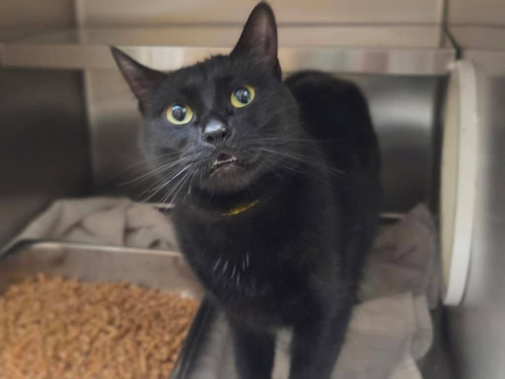Tootsie Pop - Domestic Short Hair cat available for adoption at Edmonton Humane Society in Edmonton (1 of 5)