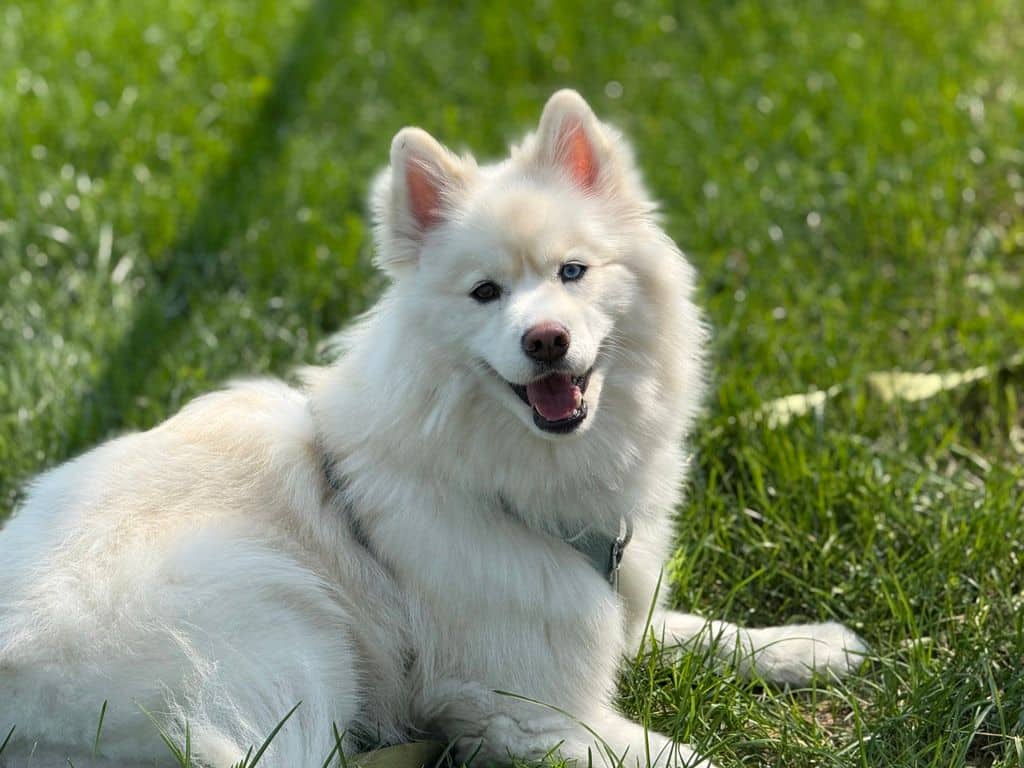 Snowball - American Eskimo Dog (Toy, Miniature, Standard) - Siberian Husky available for adoption