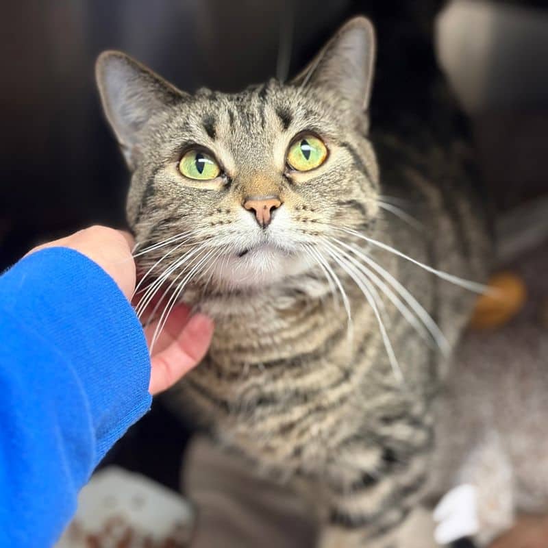 Fern - Domestic Short Hair available for adoption