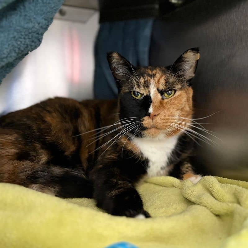 Twizzler - Domestic Short Hair available for adoption