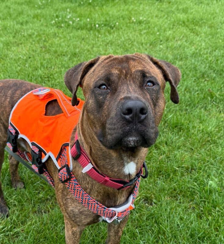 Lucky - American Staffordshire Terrier available for adoption in Alberta