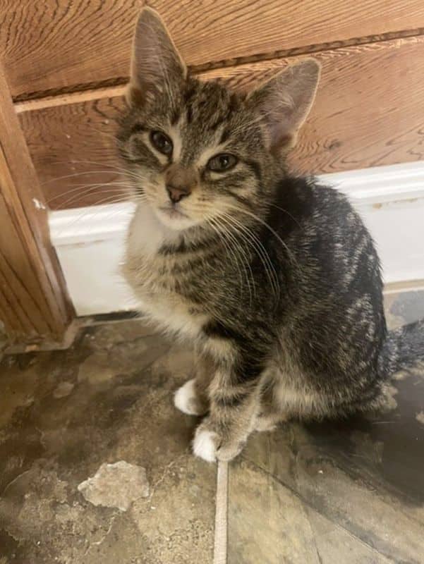 Lucerys - Domestic Short Hair cat available for adoption at Edmonton Humane Society in Calgary (1 of 6)