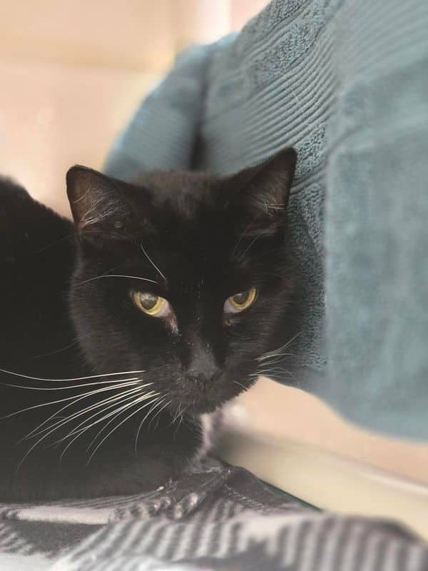 Popcorn - Domestic Short Hair available for adoption