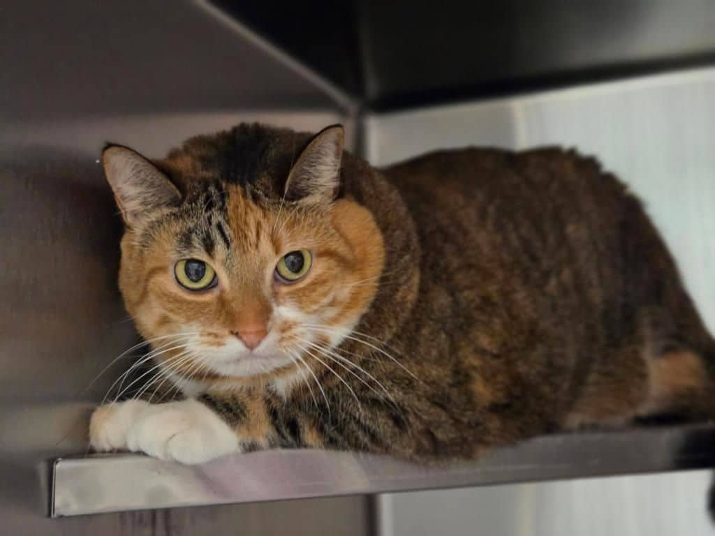 Lacey - Domestic Short Hair available for adoption