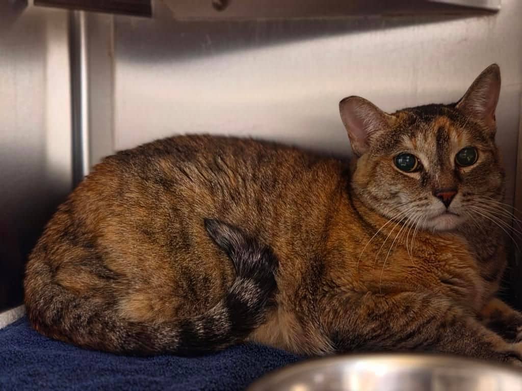 Kishka - Domestic Short Hair cat available for adoption at Edmonton Humane Society in Calgary (1 of 5)