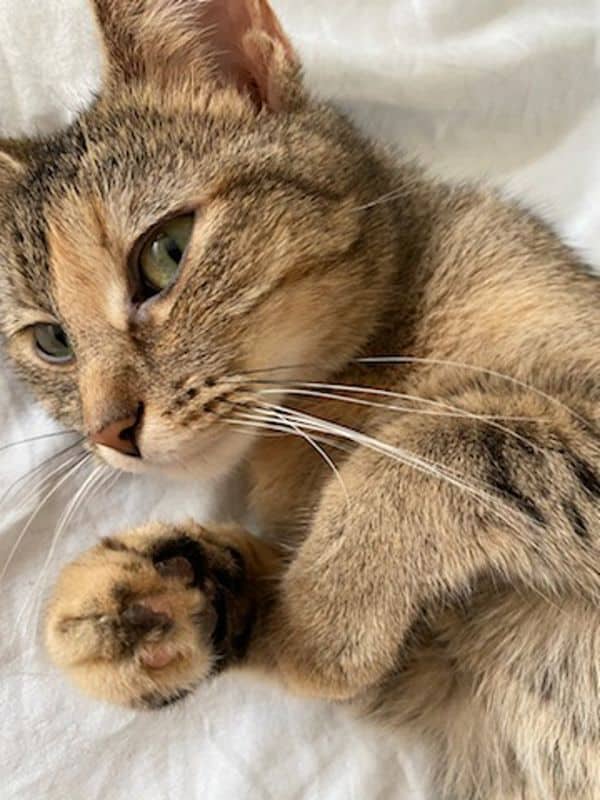 Jean - Domestic Short Hair cat available for adoption at Edmonton Humane Society in Calgary (1 of 7)