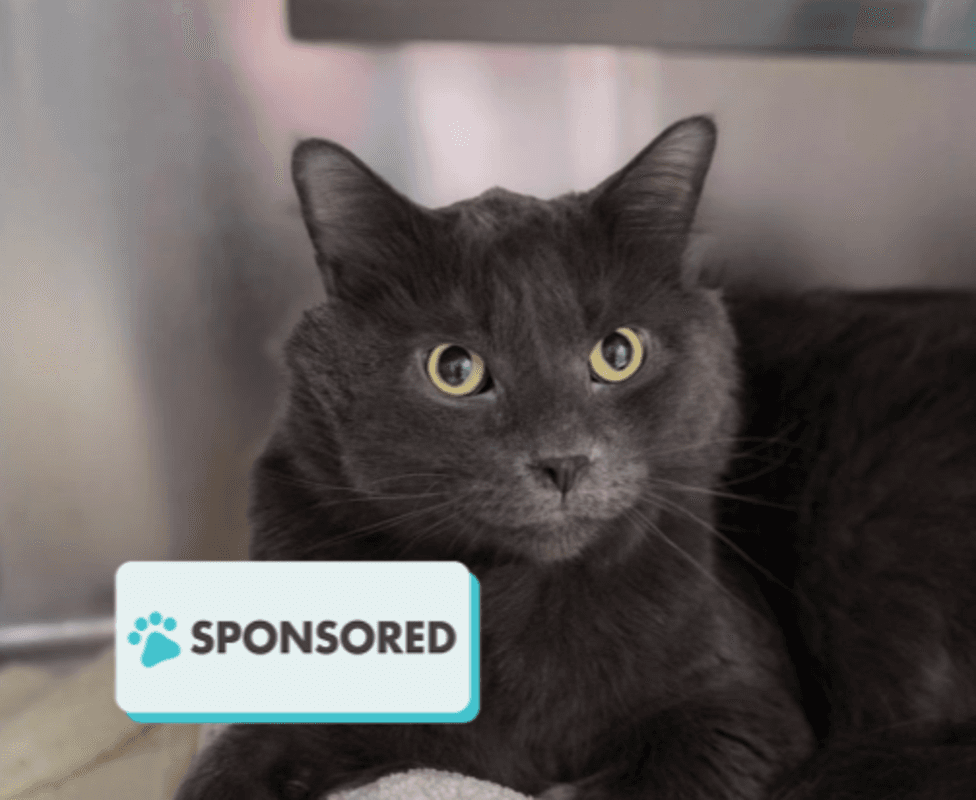 Stormie - Domestic Medium Hair cat available for adoption at Edmonton Humane Society in Edmonton (1 of 5)