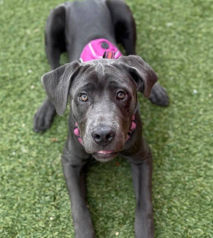 Cece - Mastiff available for adoption in Alberta