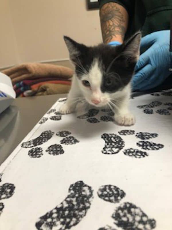 Whisper - Domestic Short Hair cat available for adoption at Edmonton Humane Society in Edmonton