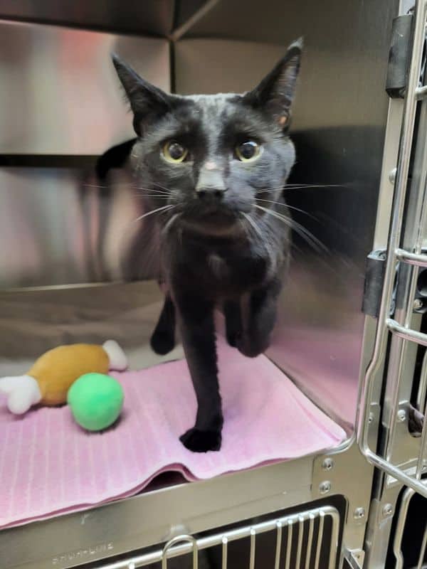Falcon - Domestic Short Hair cat available for adoption at Edmonton Humane Society in Edmonton