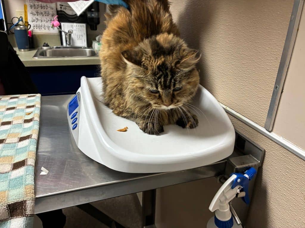 Beanie - Domestic Medium Hair cat available for adoption at Edmonton Humane Society in Edmonton