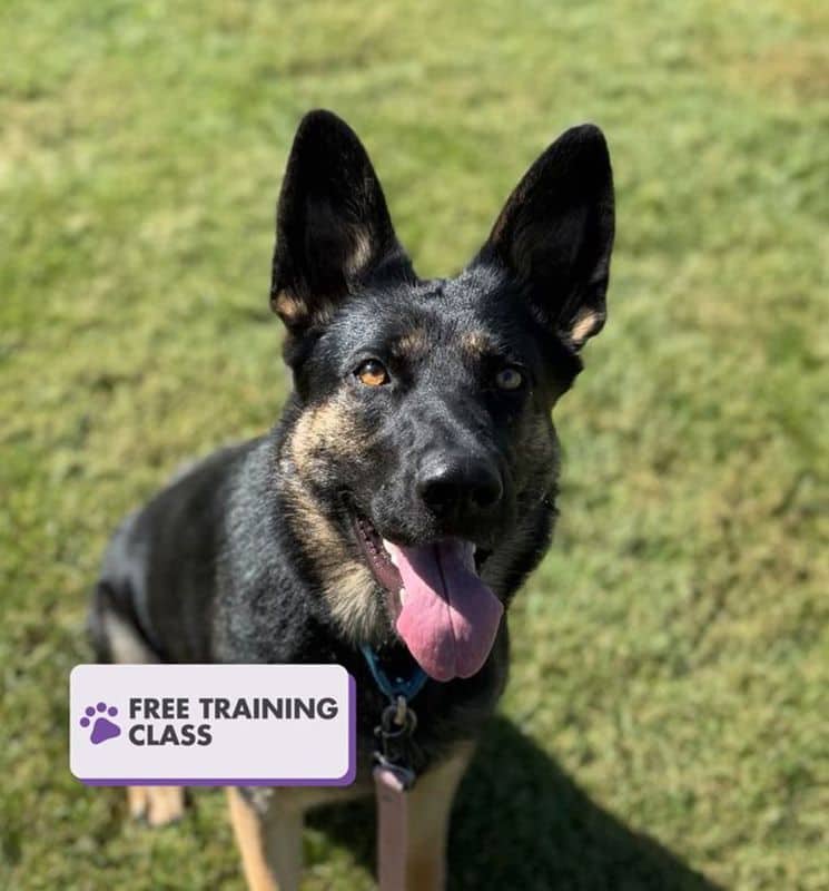 Natasha - German Shepherd available for adoption in Alberta