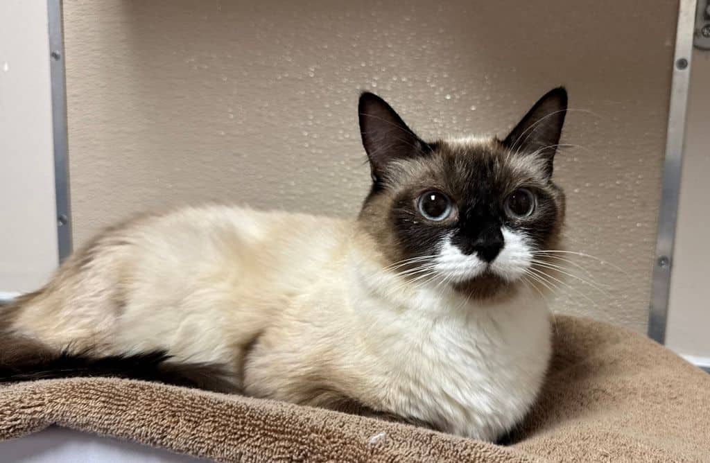 Kira - Snowshoe - Domestic Medium Hair cat available for adoption at Edmonton Humane Society in Edmonton