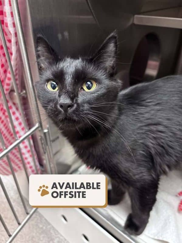 Celeste - Domestic Medium Hair cat available for adoption at Edmonton Humane Society in Edmonton (1 of 4)