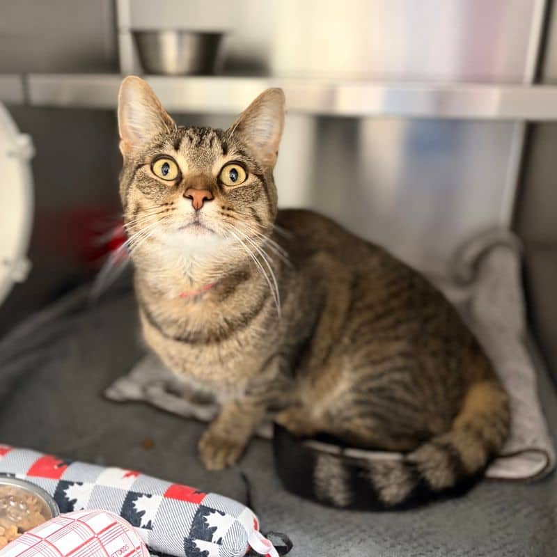 Milo - Domestic Short Hair available for adoption