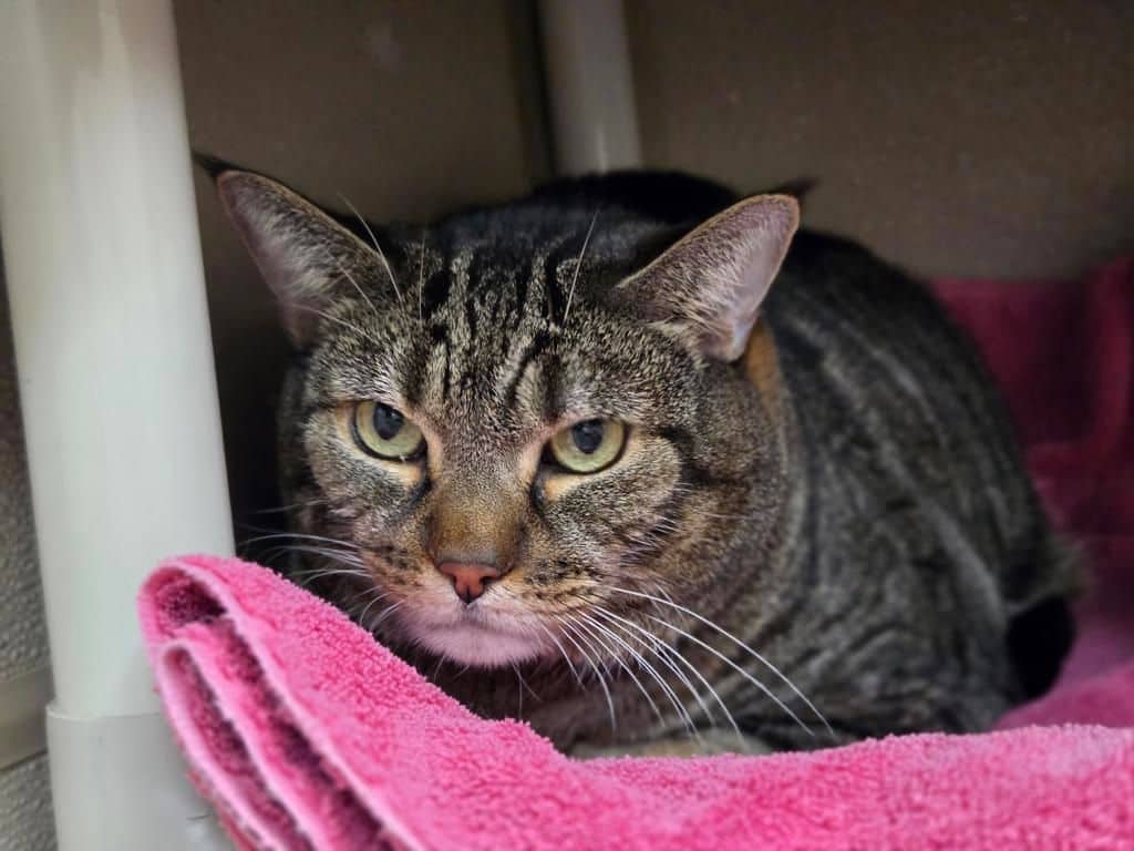 Nubis - Domestic Short Hair available for adoption
