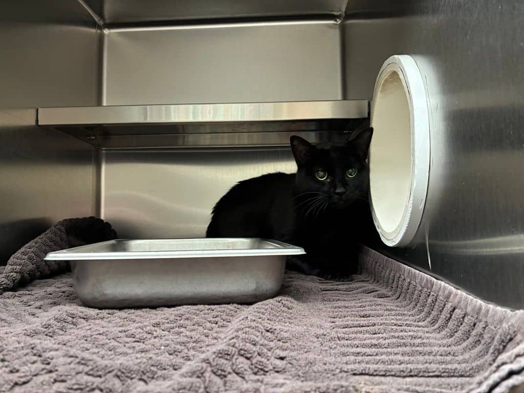 Charlie - Domestic Short Hair available for adoption