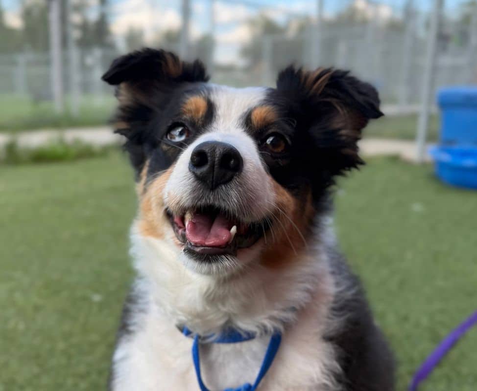 Blue - Miniature Australian Shepherd available for adoption in Alberta