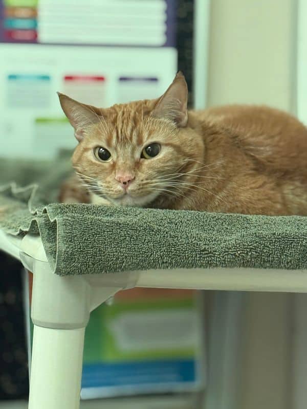 Cattitude: Calyx - Domestic Short Hair cat available for adoption at Edmonton Humane Society in Edmonton (1 of 7)