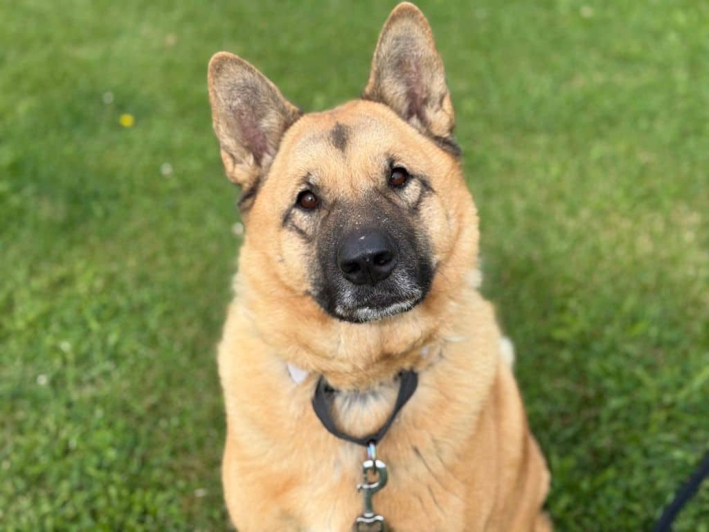 Otter - Akita - German Shepherd available for adoption in Calgary