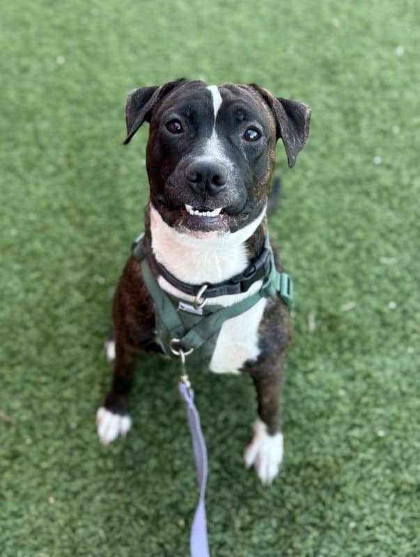 Zeus - American Staffordshire Terrier available for adoption in Calgary