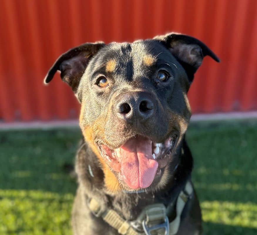 Linguine - American Staffordshire Terrier available for adoption in Calgary
