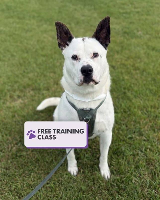 Leeman - Large Cross Breed available for adoption in Calgary