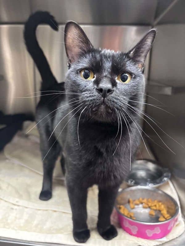 Bunny - Domestic Short Hair cat available for adoption at Edmonton Humane Society in Edmonton (1 of 4)