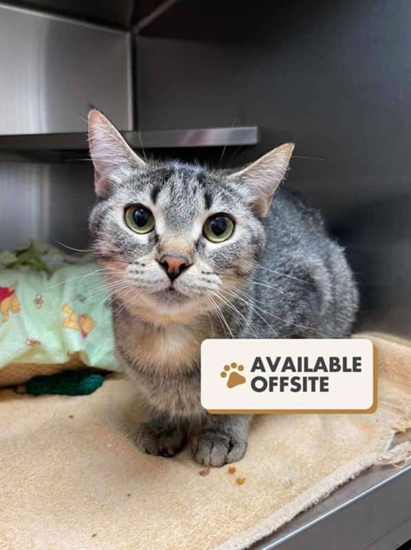 Olympia - Domestic Short Hair cat available for adoption at Edmonton Humane Society in Edmonton (1 of 6)