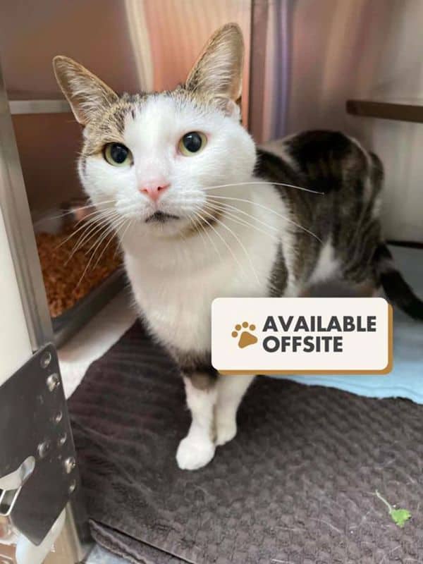 Chicka - Domestic Short Hair cat available for adoption at Edmonton Humane Society in Edmonton (1 of 6)