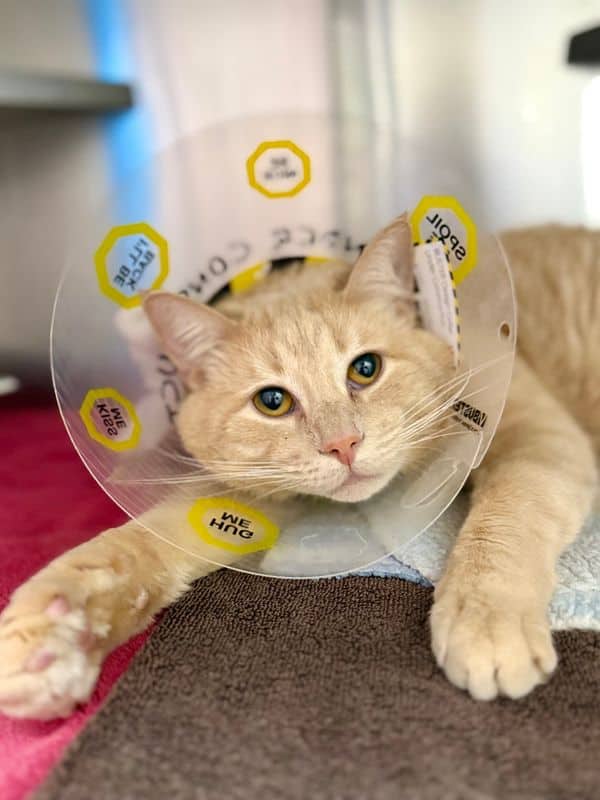 Gamgee - Domestic Short Hair cat available for adoption at Edmonton Humane Society in Edmonton (1 of 5)