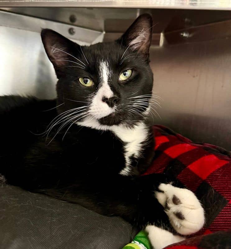Fredrick - Domestic Short Hair cat available for adoption at Edmonton Humane Society in Edmonton (1 of 7)