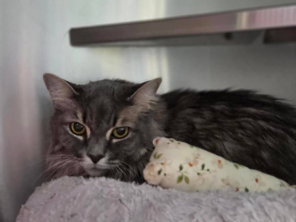 Amber - Domestic Long Hair cat available for adoption at Edmonton Humane Society in Edmonton (1 of 6)