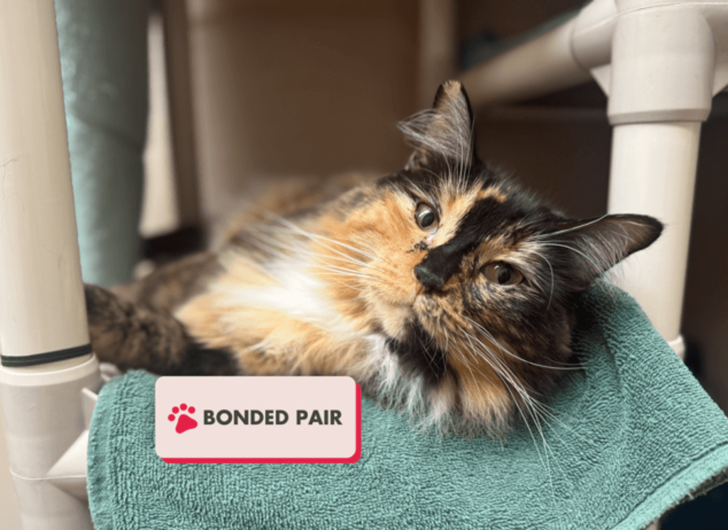Zoey - Domestic Medium Hair cat available for adoption at Edmonton Humane Society in Edmonton (1 of 7)