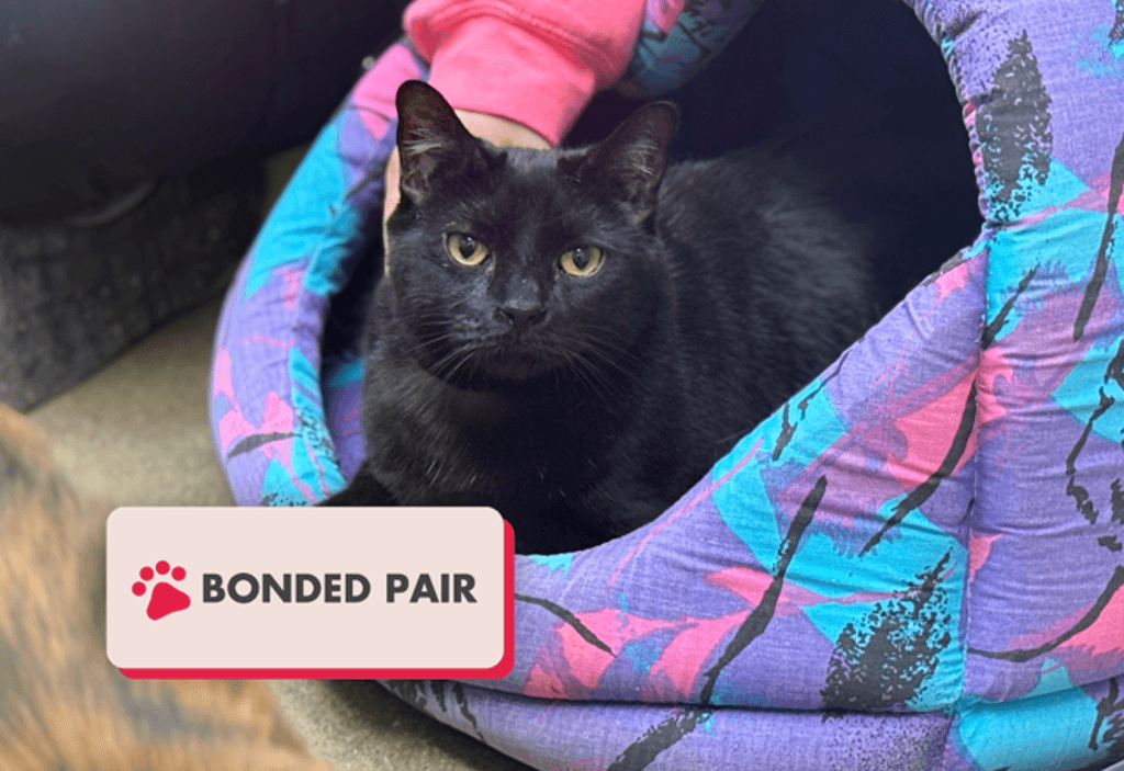 Uno - Domestic Medium Hair cat available for adoption at Edmonton Humane Society in Edmonton (1 of 7)