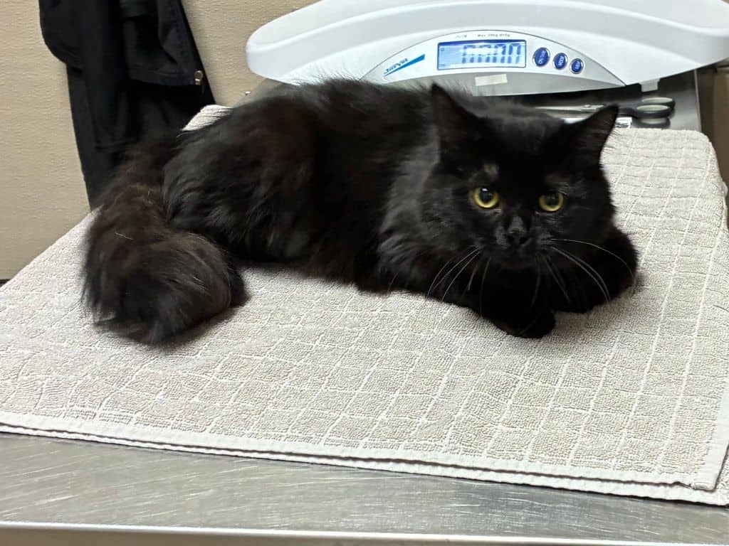 Paimon - Domestic Medium Hair cat available for adoption at Edmonton Humane Society in Edmonton