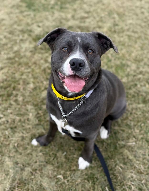 Honey - American Staffordshire Terrier available for adoption in Calgary