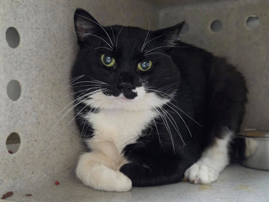 Bard - Domestic Short Hair cat available for adoption at Edmonton Humane Society in Edmonton (1 of 3)