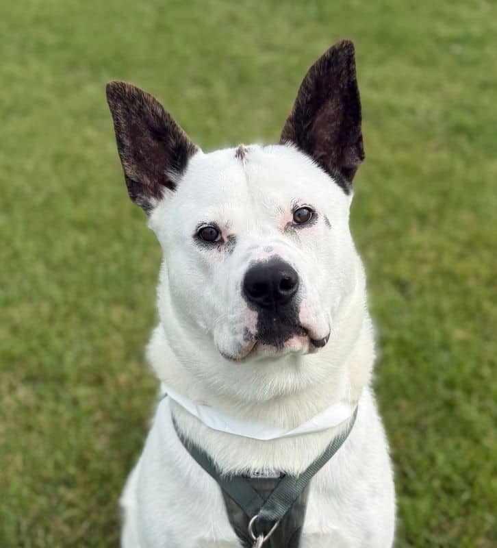 Leeman - Large Cross Breed available for adoption in Calgary