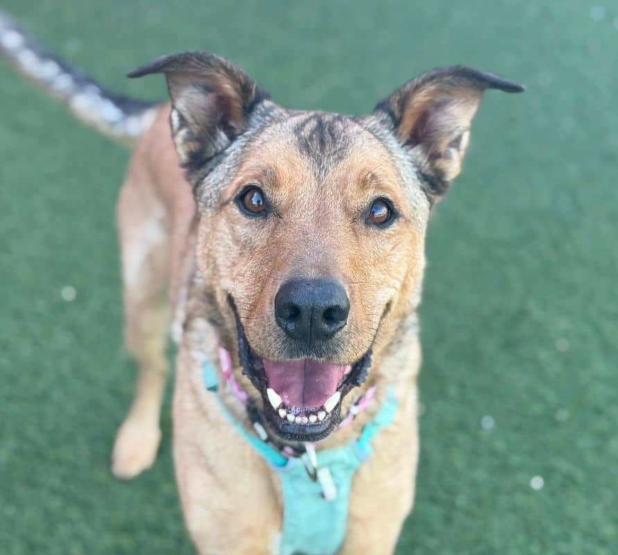 Olaf - Shepherd available for adoption in Alberta