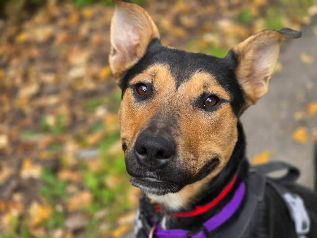 Willow - American Pit Bull Terrier - Rottweiler available for adoption in Alberta
