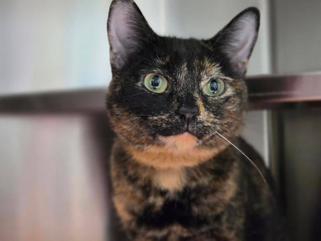 Inu - Domestic Short Hair cat available for adoption at Edmonton Humane Society in Edmonton (1 of 7)