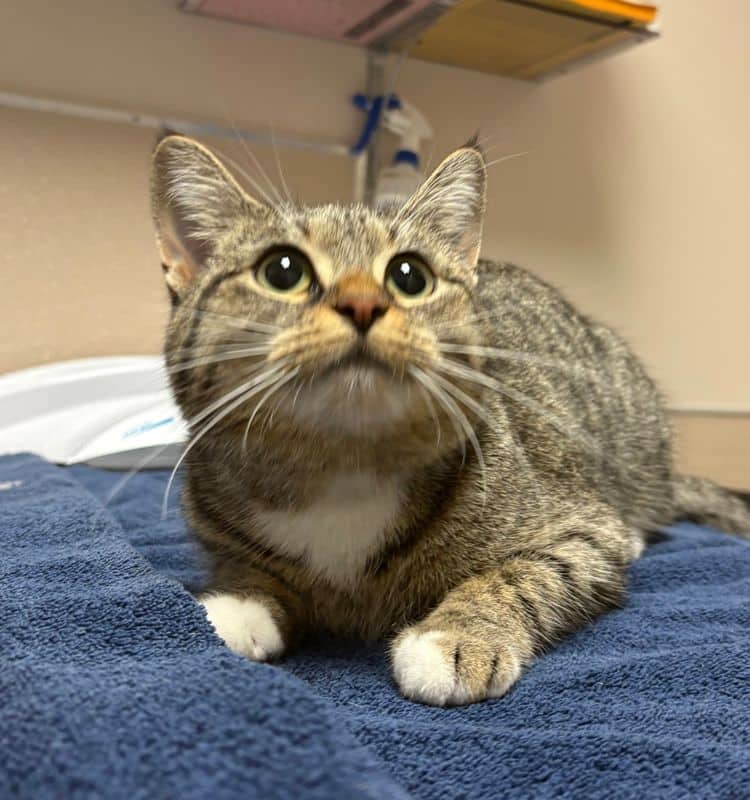 Ponya - Domestic Short Hair cat available for adoption at Edmonton Humane Society in Edmonton