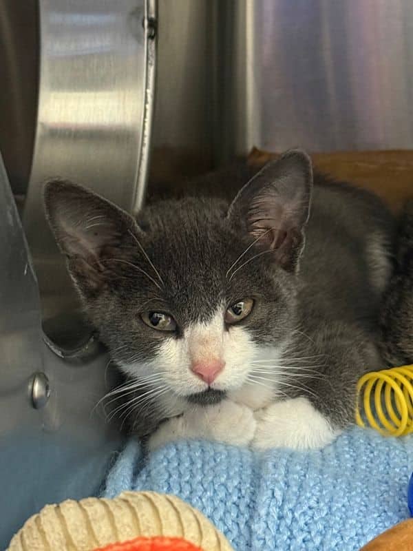 Boogie - Domestic Short Hair cat available for adoption at Edmonton Humane Society in Edmonton (1 of 3)