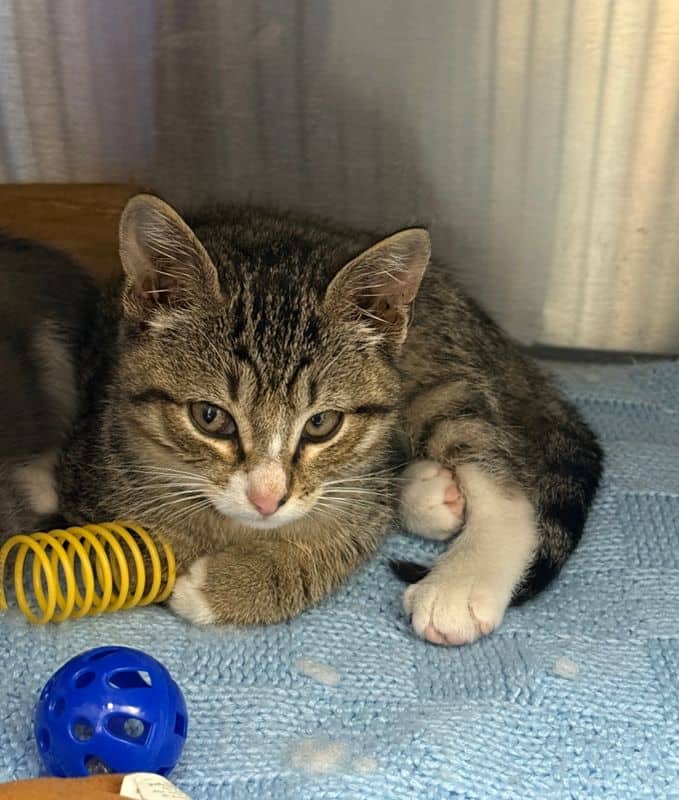Oogie - Domestic Short Hair cat available for adoption at Edmonton Humane Society in Edmonton (1 of 4)