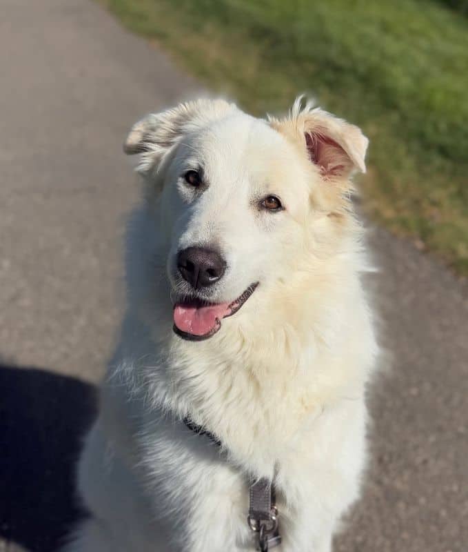 Winter - Great Pyrenees available for adoption in Alberta